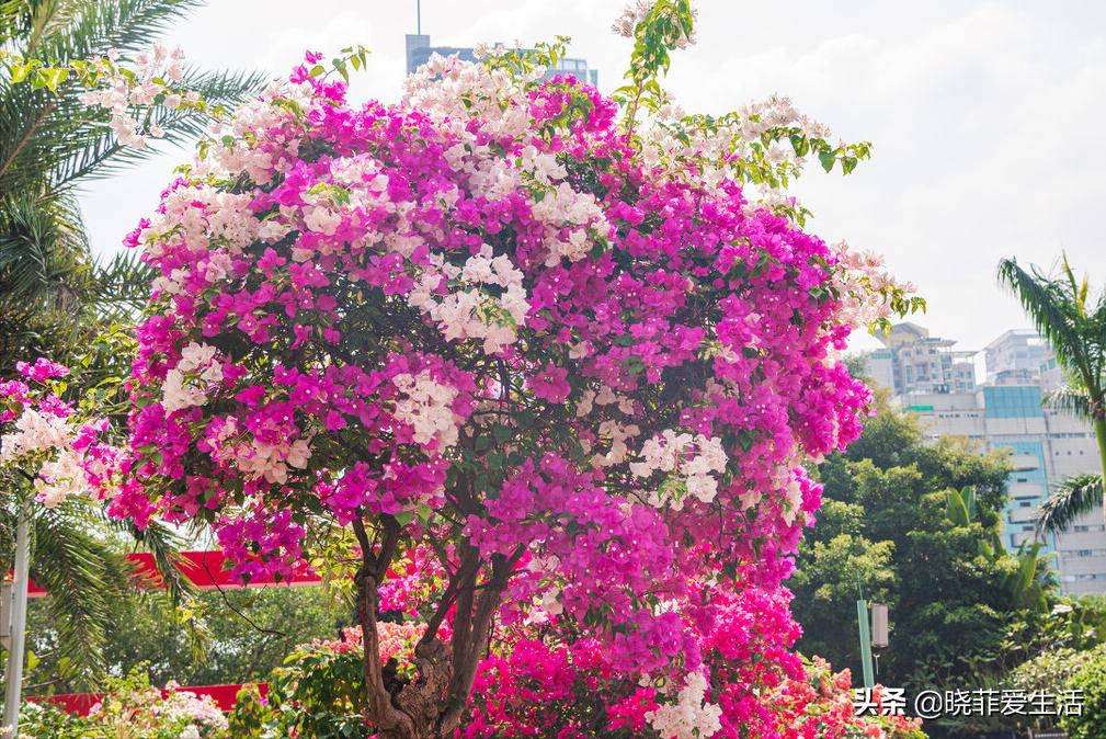 用它来养花,拿水直接养的花
