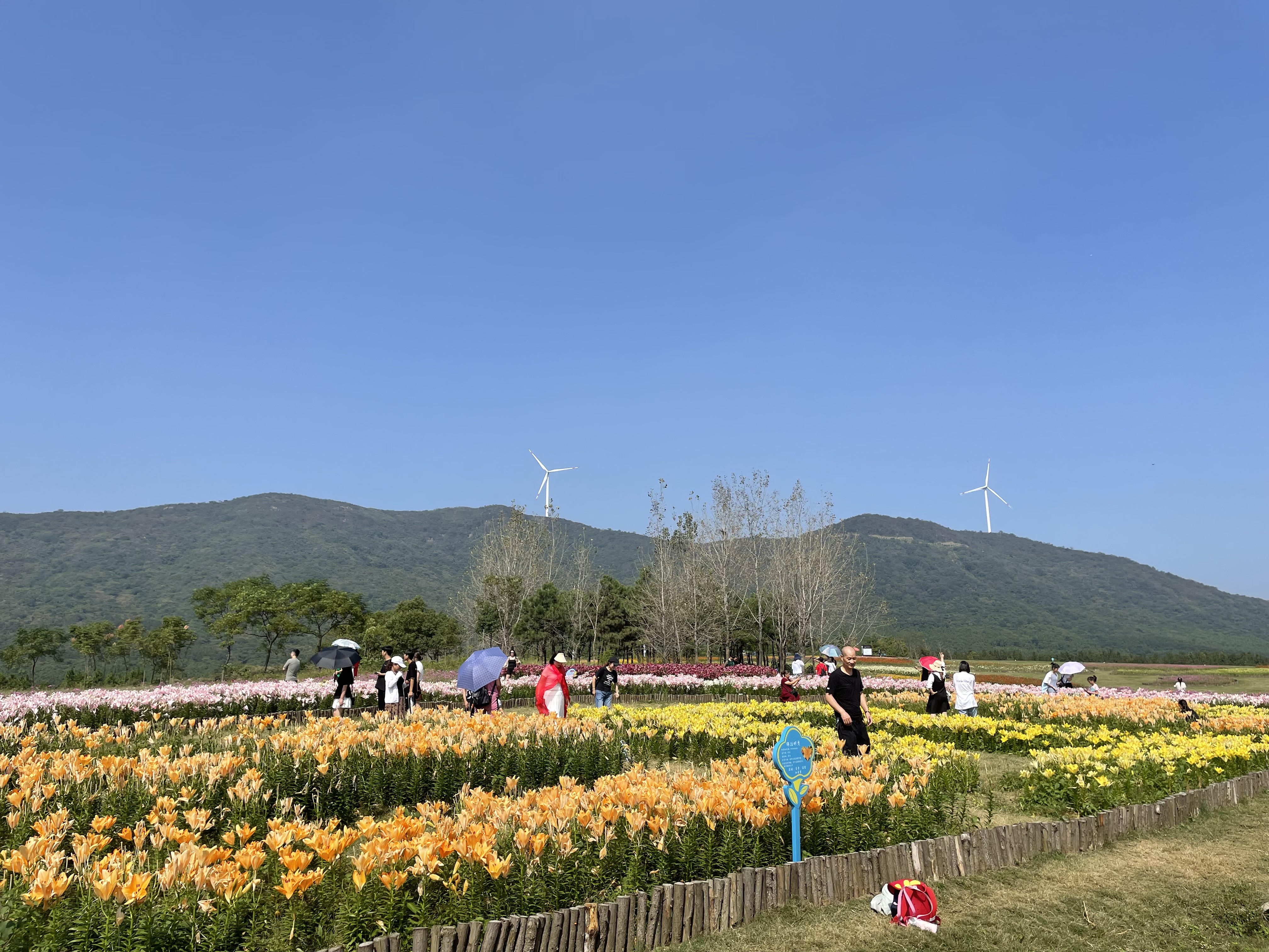 合肥四季花海公园属于几a级景区,合肥滨湖四季花海怎么坐车去