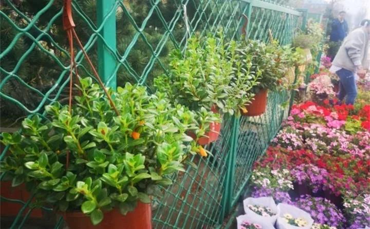 刚买的花，发蔫落苞加黄叶！为什么呢？多半是放错了位置