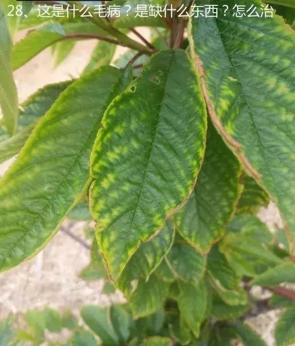 红灯樱桃坐果率低,红灯樱桃很酸吗