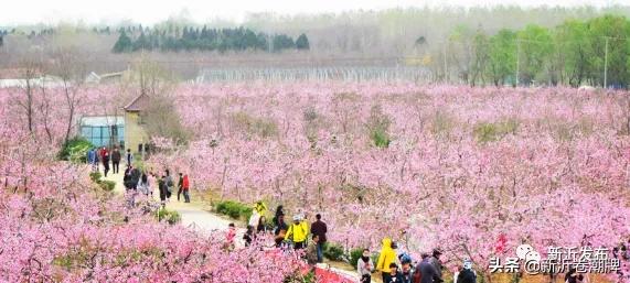 甜蜜产业助推乡村振兴,甜蜜产业让群众日子越过越甜