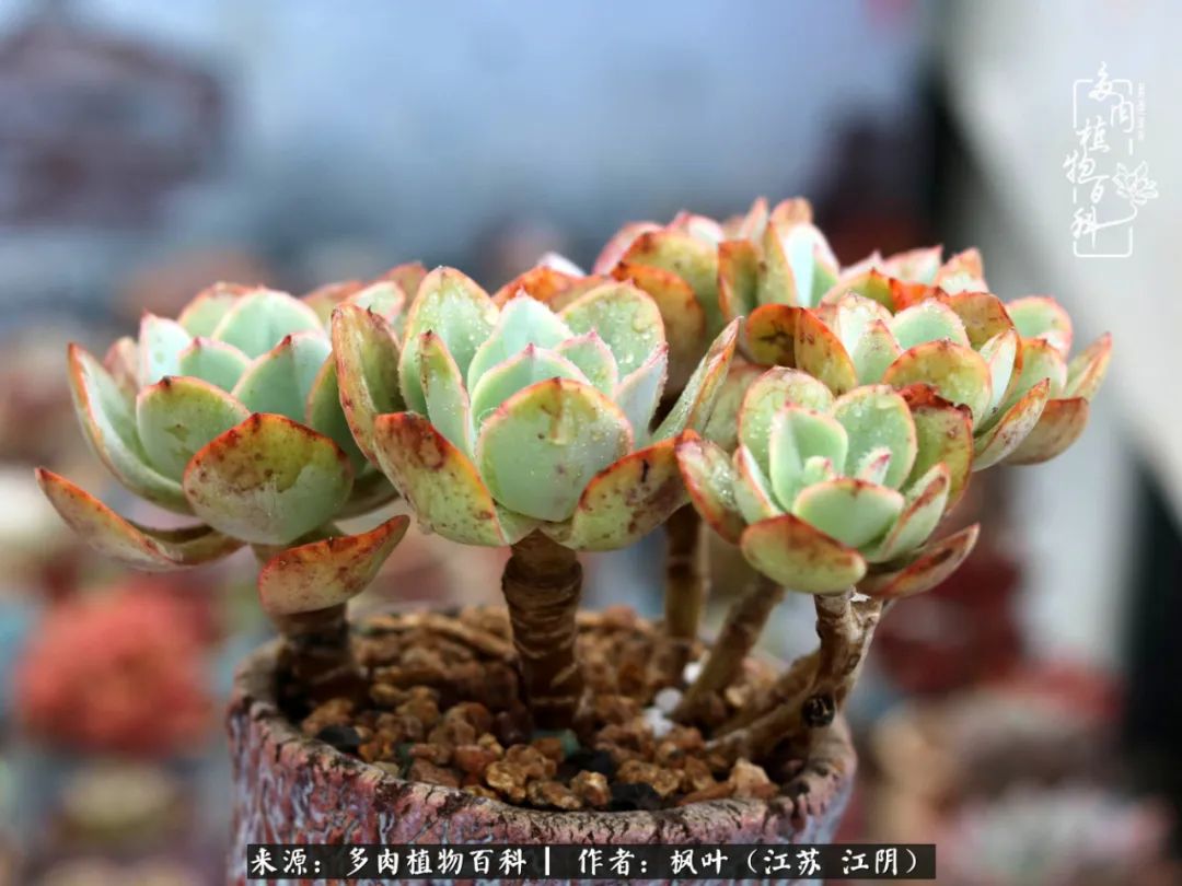 春有约,花不误,多肉与春天有个约会