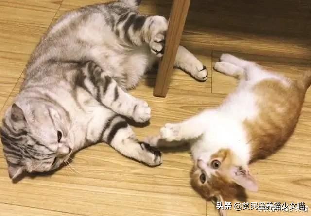 猫咪会长啤酒肚吗,为什么猫咪会有啤酒肚