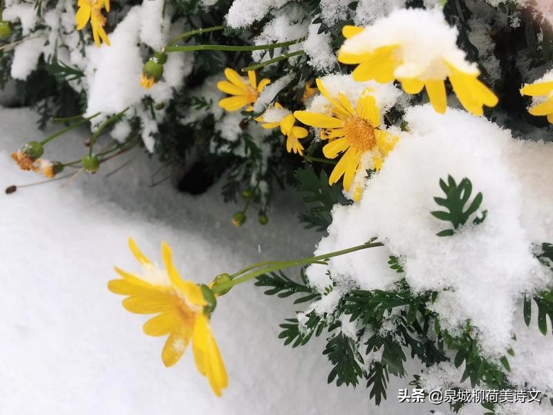 徐和先生一组《乌夜啼》