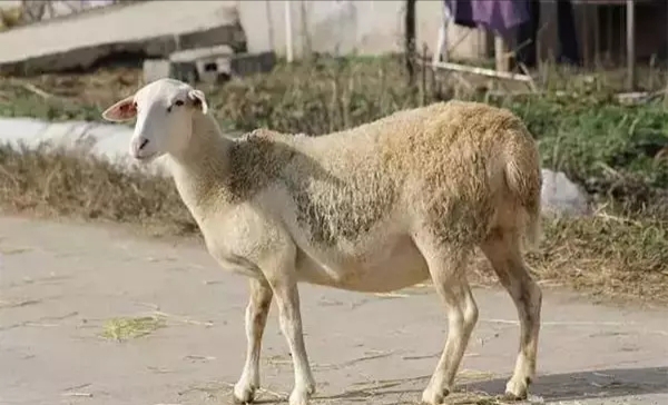 怎么观察羊是否怀孕,如何观察母羊是否怀孕