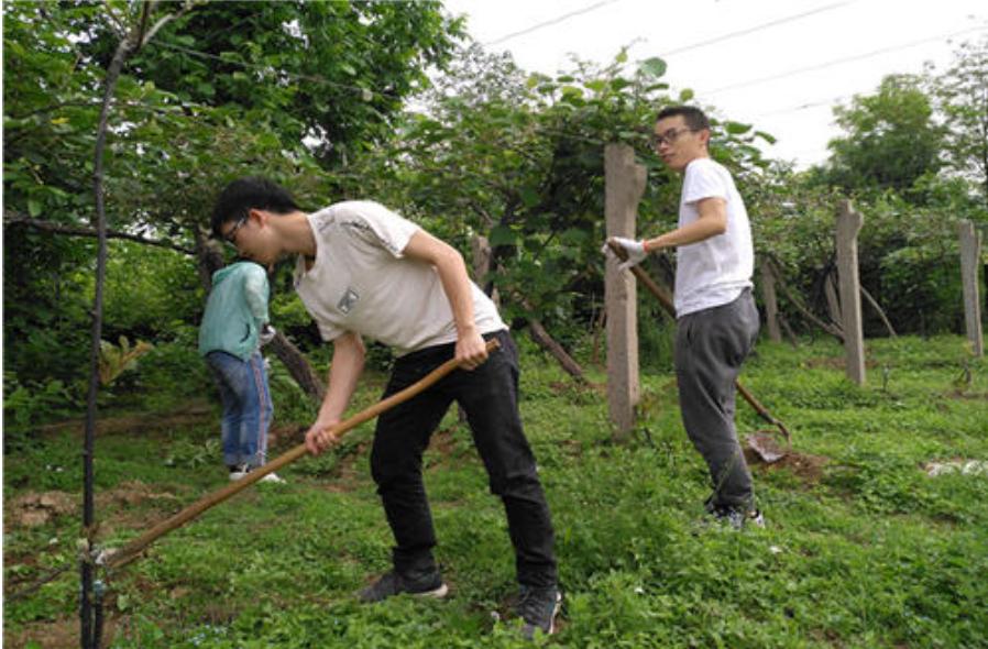 什么除草剂不能在果园使用,这些除草剂千万别在果园用