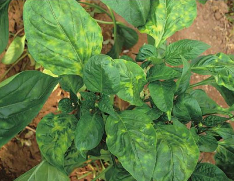 让向日葵快速盛开,盆栽向日葵长得又细又长怎么办