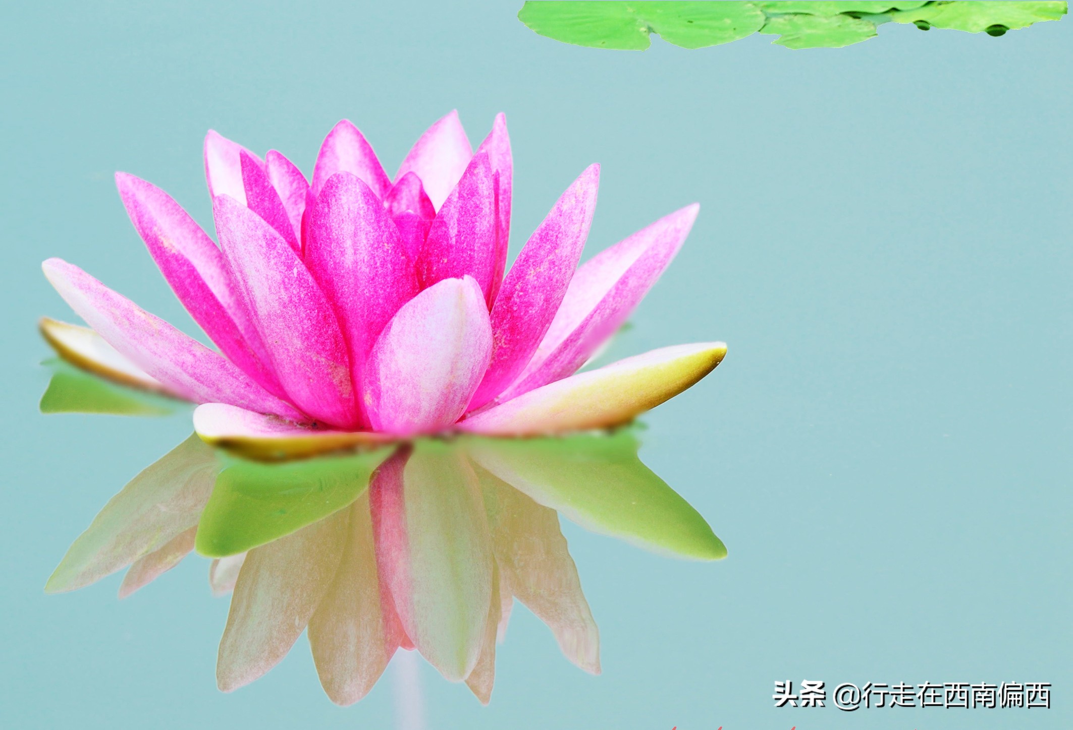 西双版纳五树六花185平米,西双版纳花的世界