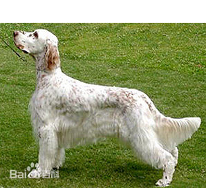 宠物狗大全免费观看,什么狗最好养又听话又聪明大型犬