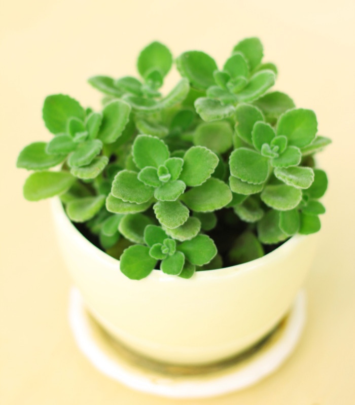 好养的盆栽花卉排名前十,盆栽花比较好养的有哪些