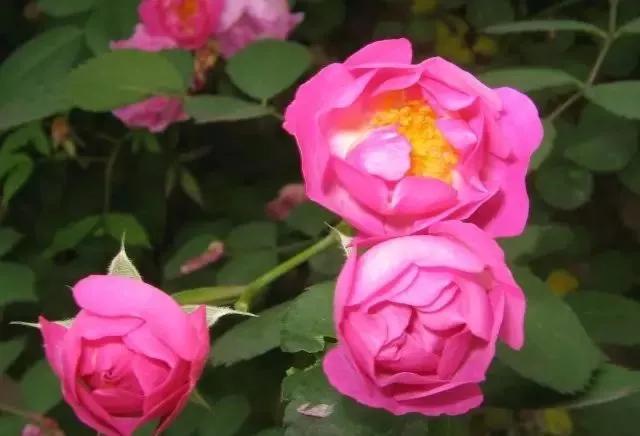 给大家介绍一下玫瑰品种,玫瑰的品种及特点介绍