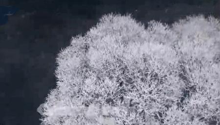 此生必去看一次雾凇太美了,此生必去看一次雾凇简直要美哭了