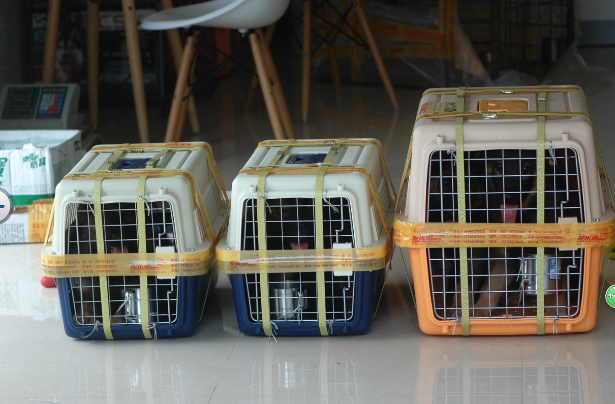 卖家挂羊头卖狗肉消费者如何赔偿,花3000元买只羊