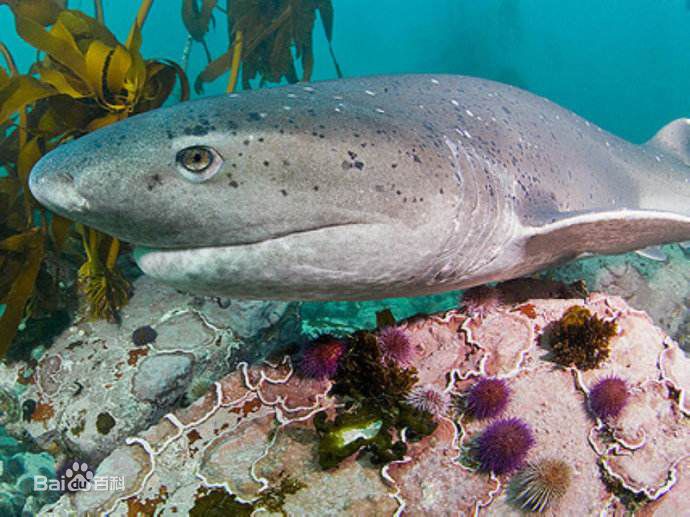观赏鱼鲨鱼种类图片大全,鲨鱼百科知识大全幼儿