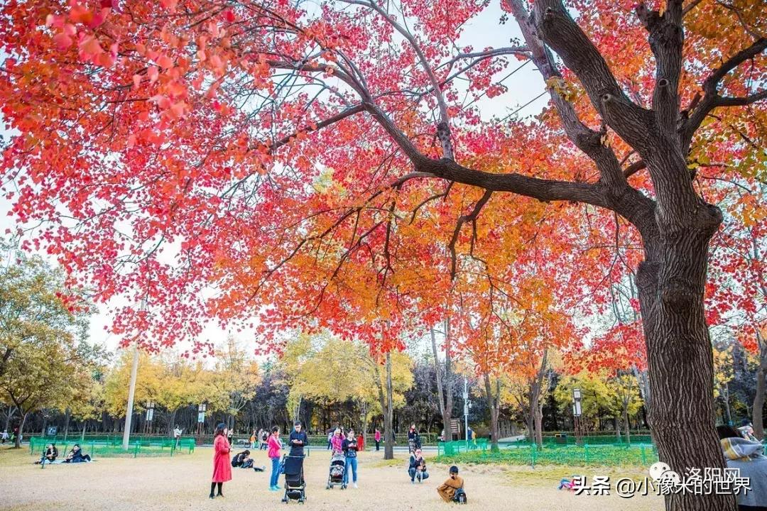 向洛阳人发出邀请国潮盛宴来袭,洛阳发布通知