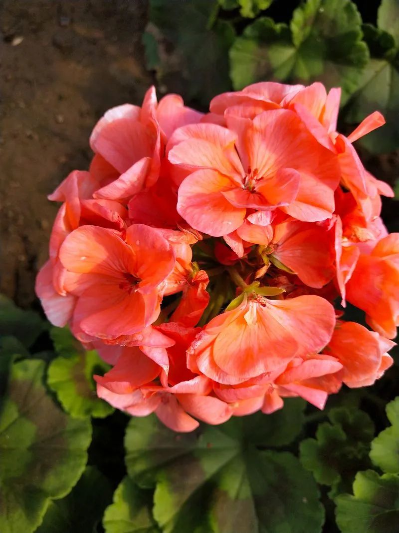 这种花别乱浇水水越多越不开花,这种花不怕冷好养易活