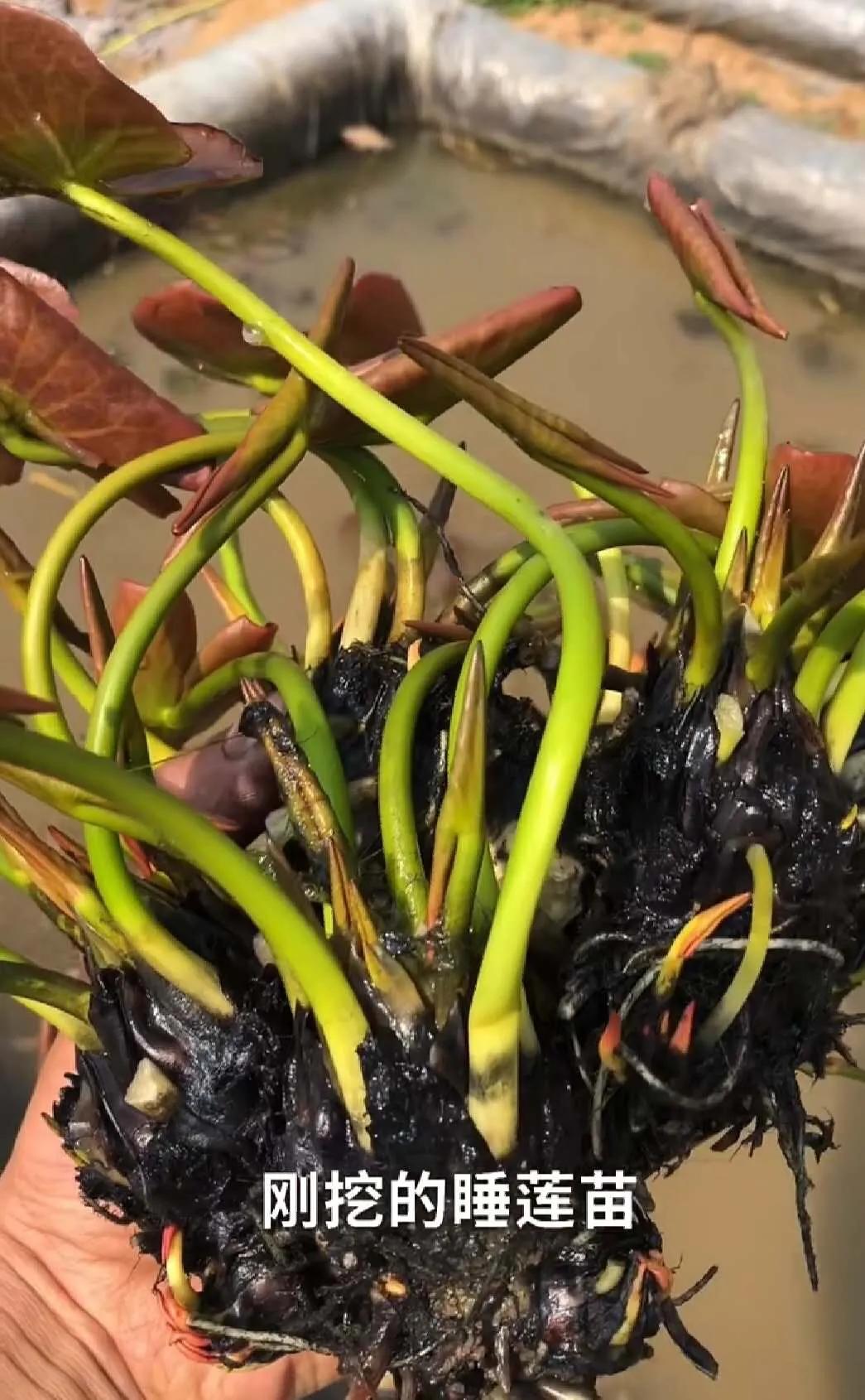 睡莲的生长过程知识大全,睡莲科普