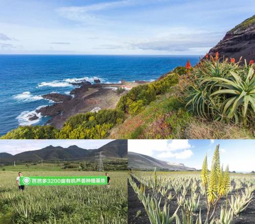 荟佰丽芦荟和芭芭多有什么区别,荟宝跟芭芭多对比哪个比较好