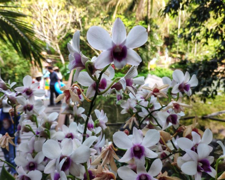 喜马拉雅山上发现的最美的兰花,喜马拉雅山最珍贵的植物