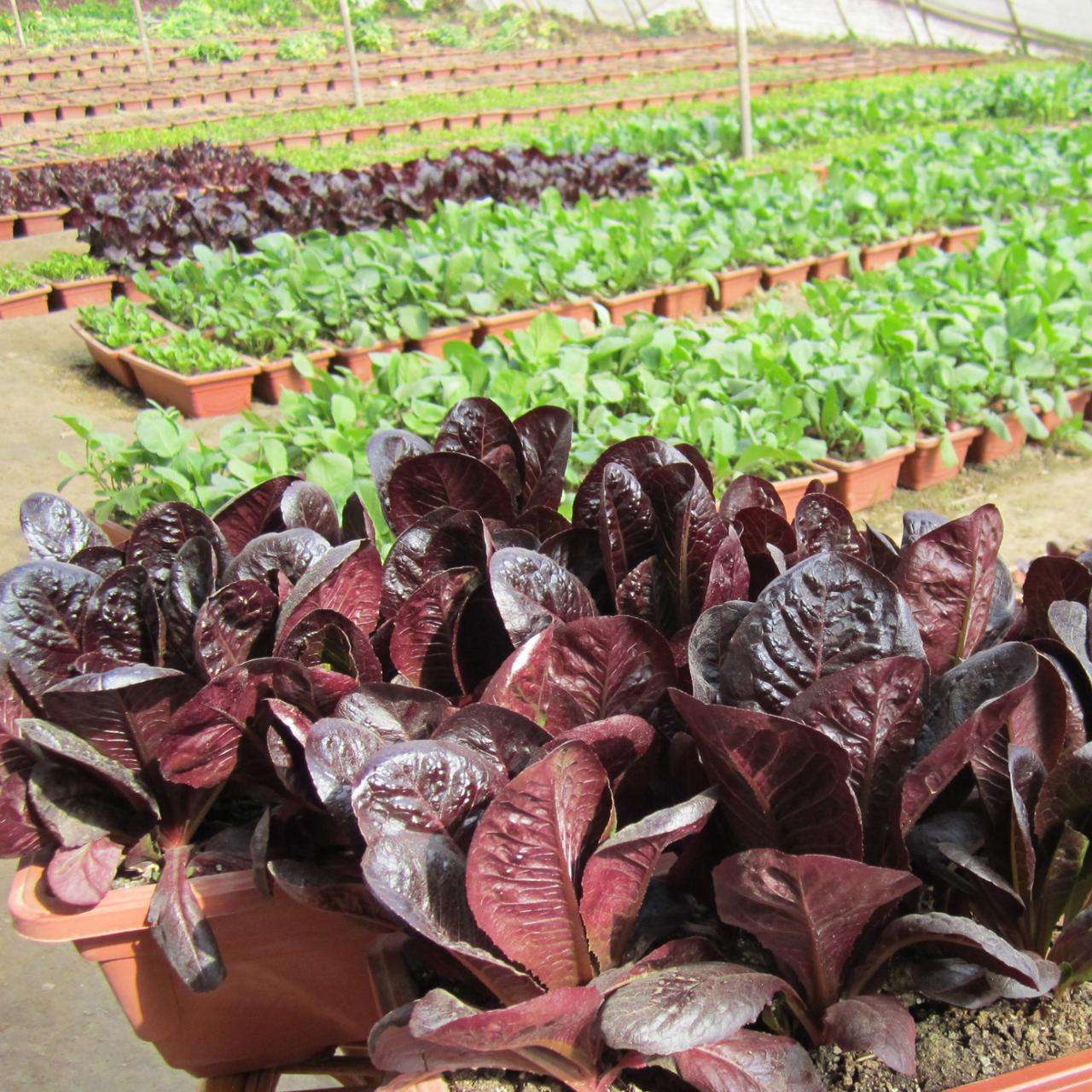 黑科技阳台种植蔬菜,适合懒人种植的蔬菜