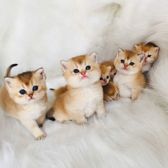 金渐层发情期走丢还会回家吗,10个月金渐层发情期要多长时间