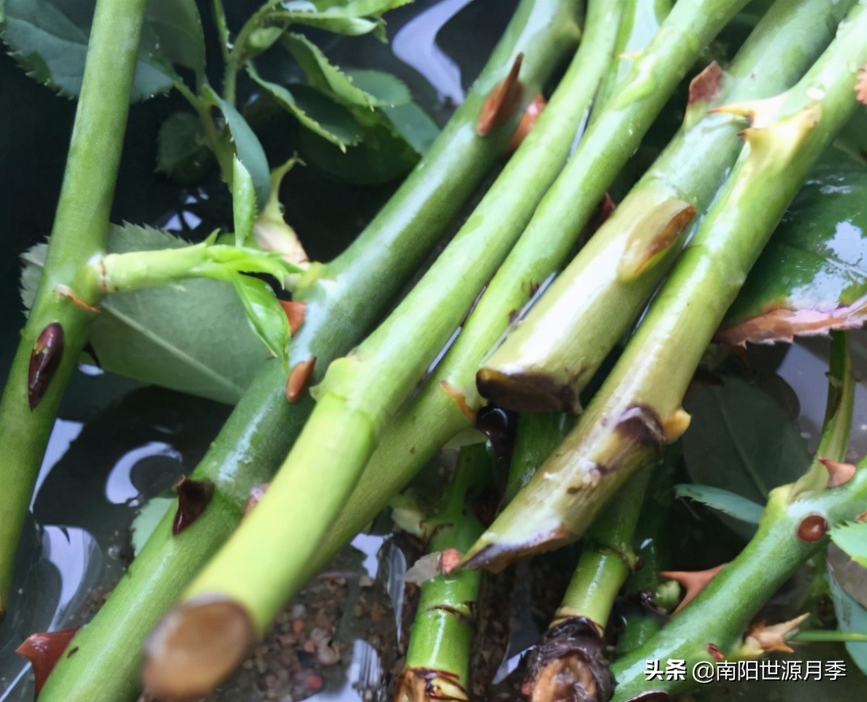 扦插小苗存活率百分之百的方法,扦插2.0撞墙法原理