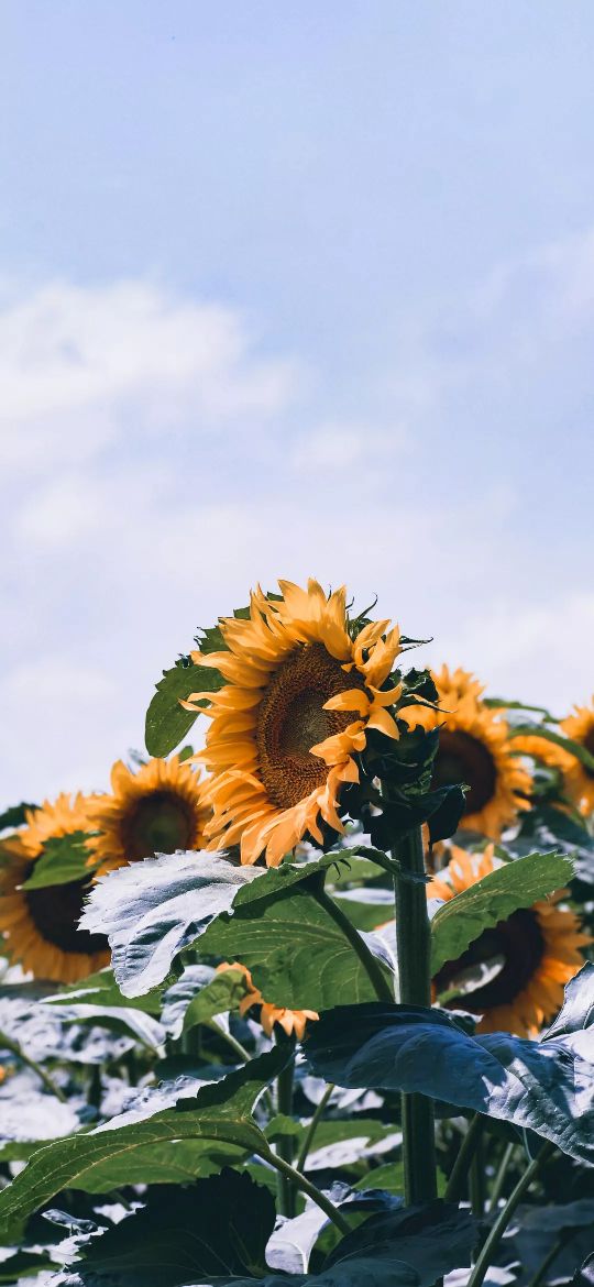 100张田园风光自然风景全屏壁纸,1亿像素8k超逼真电脑壁纸全屏风景