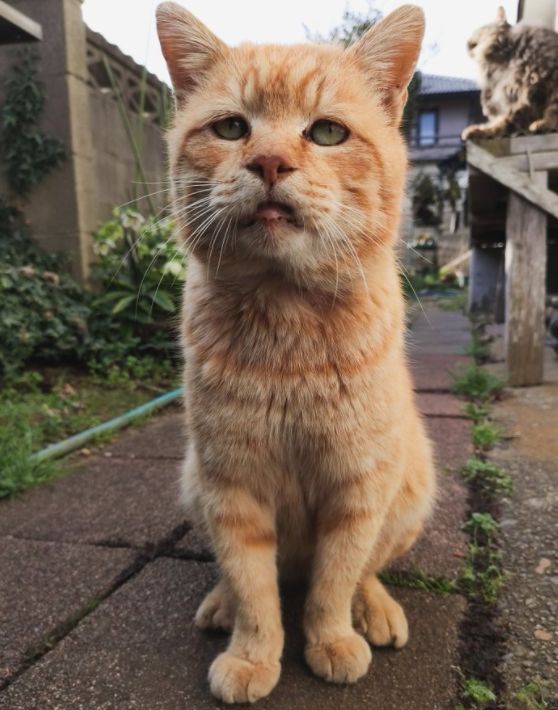 猫咪和主人的温馨时刻,和猫咪快乐的瞬间