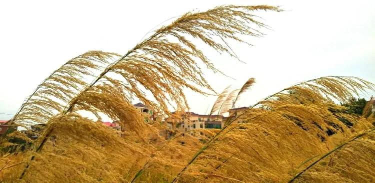 莆田梅峰小学历史,福建省荔城区梅峰小学