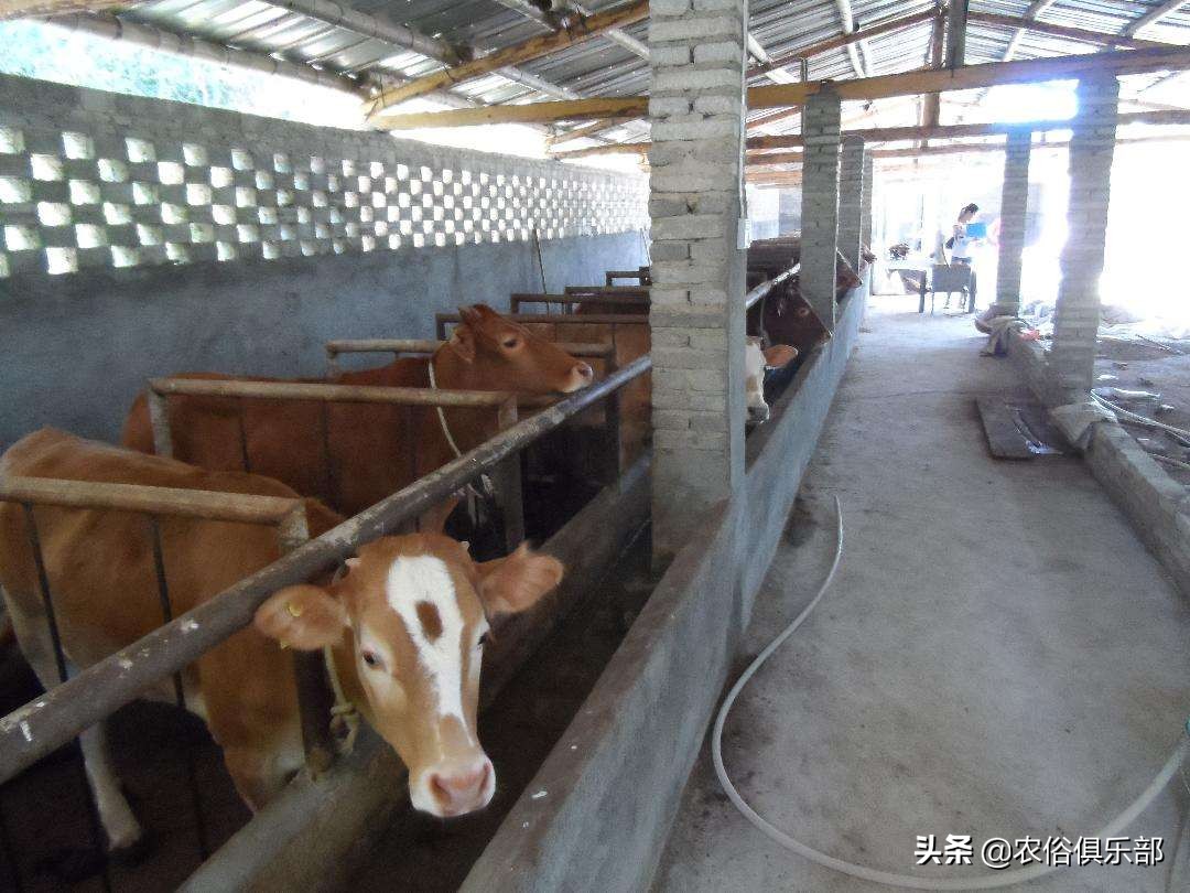 多省爆发牛皮肤病,三伏天不建议买牛,这些建议值得养牛人借鉴