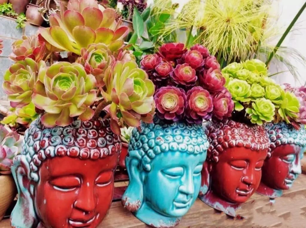 多肉法师韶羞现在能摘心吗,多肉法师欧紫跟韶羞的对比图