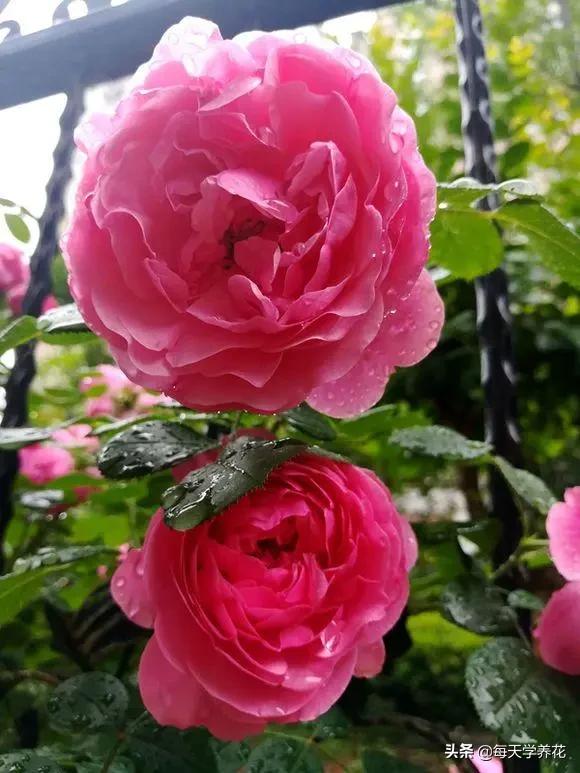 艾拉绒球小苗养护,艾拉绒球室内养殖方法