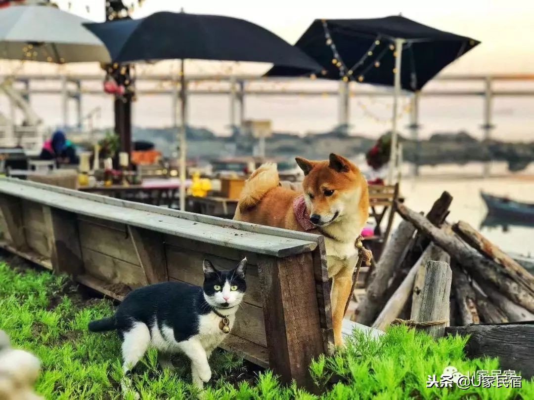 大连海边民宿排行榜前十名,大连旅游选择什么民宿方便又便宜