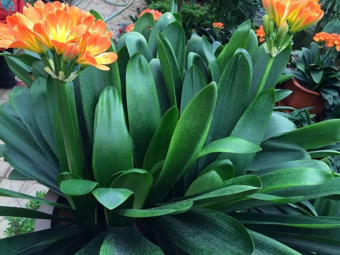 君子兰养护方法及注意事项详解,君子兰怎么养护开花非常的繁多