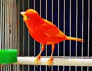 金丝雀鸟品种大全,金丝雀鸟图片及鸣叫