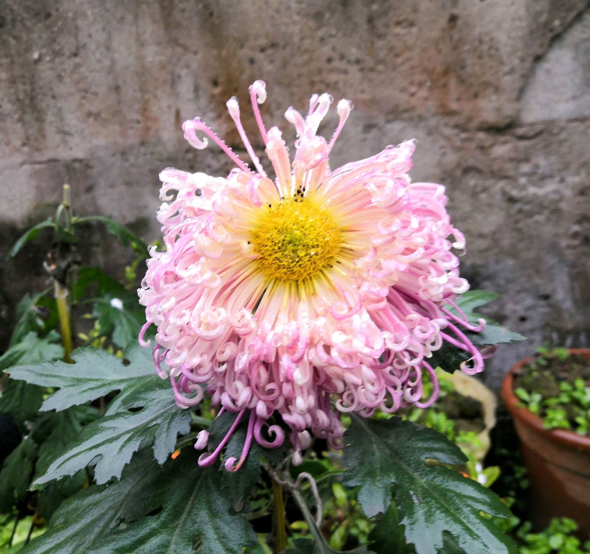 菊花叶片上很多虫怎么除,菊花开花后有虫子怎么办