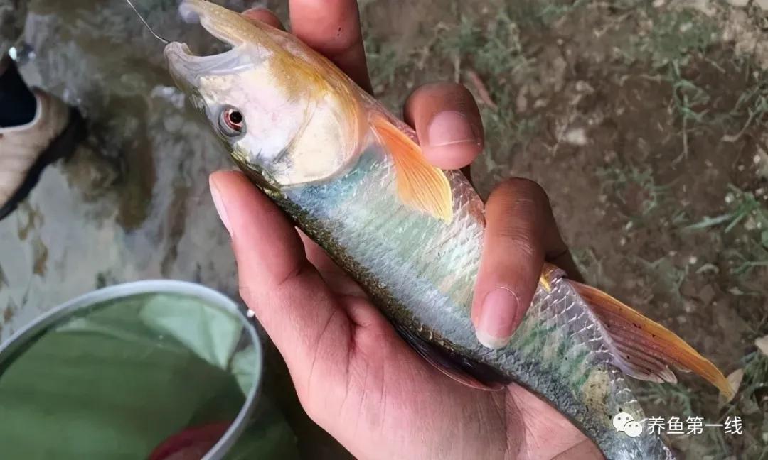 马口鱼又香又脆,马口鱼有灵性吗