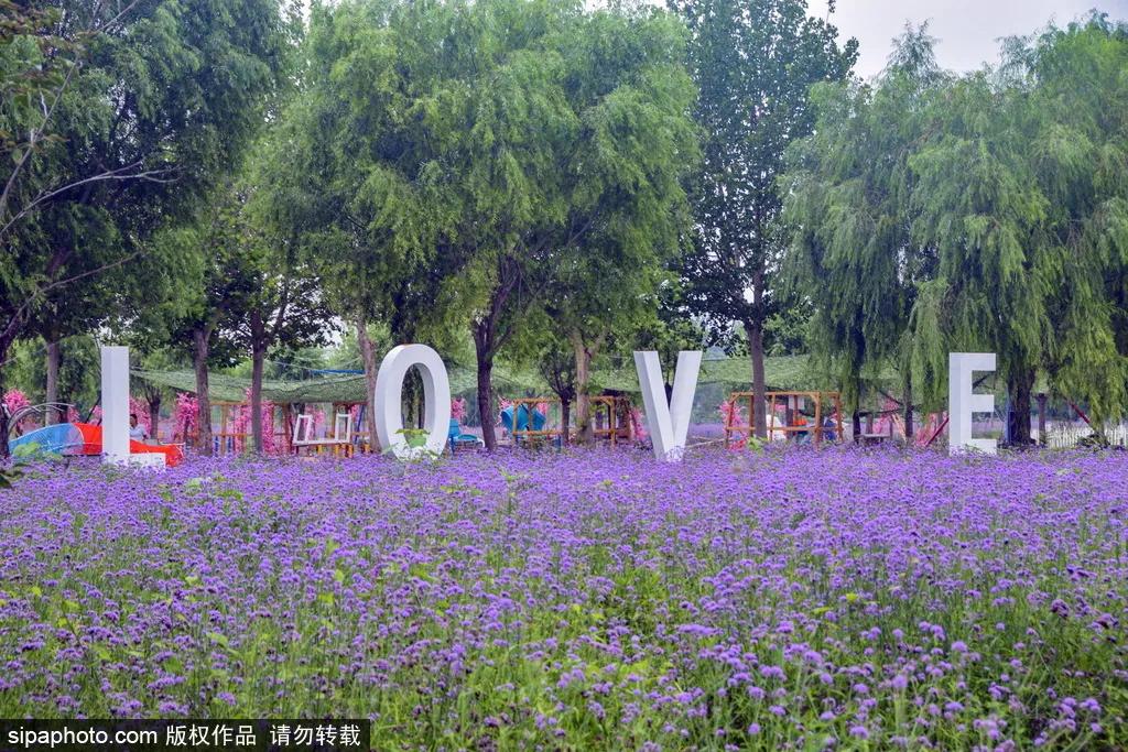 薰衣草花海真是太美了,北京薰衣草花海打卡网红地