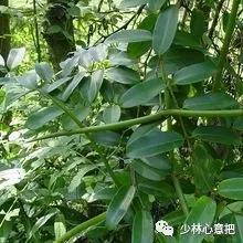 中药图片大全名称,中药图片大全带药名高清