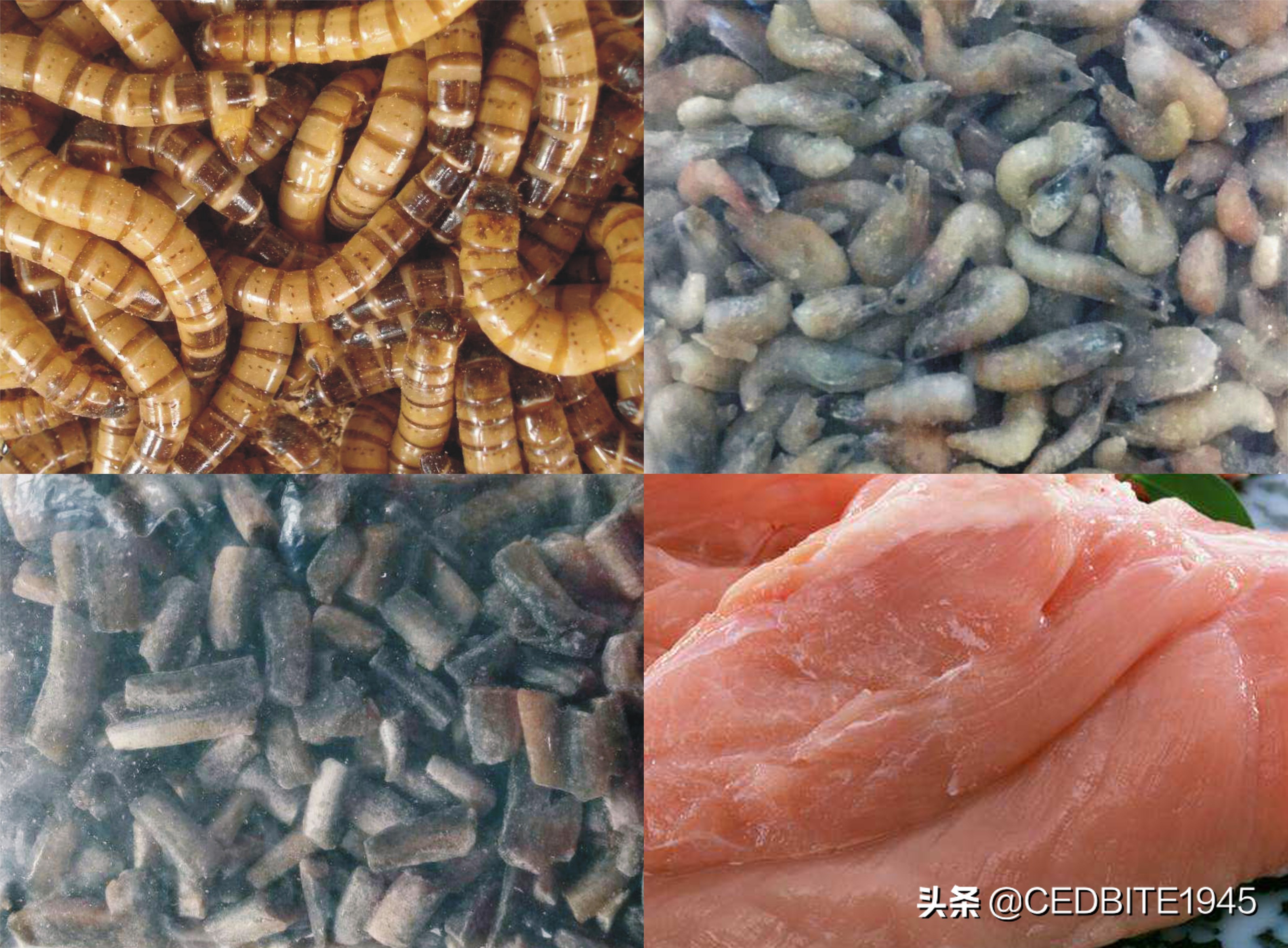 怎么驯养一年以上的虎皮,怎么培养黑猪品种视频