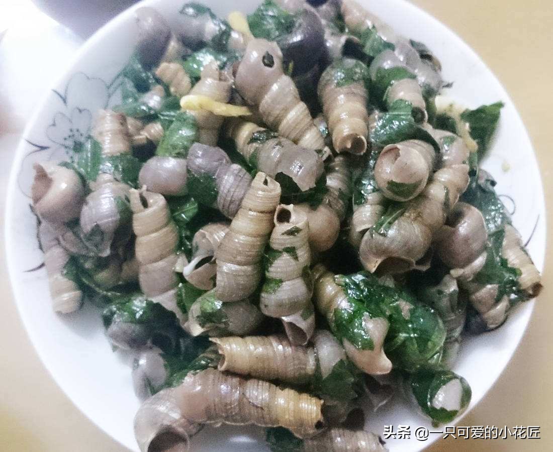 农村常见的蛤蒌叶（假蒌叶），是广东炒田螺必备调料，香味独特