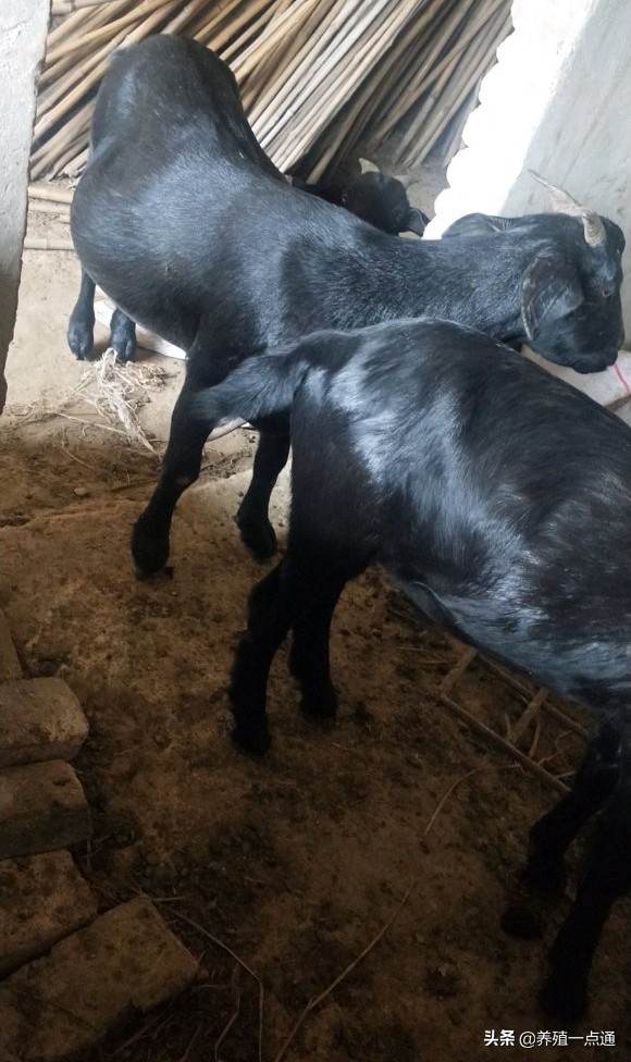 养羊创业代养模式,在农村养羊如何年入百万