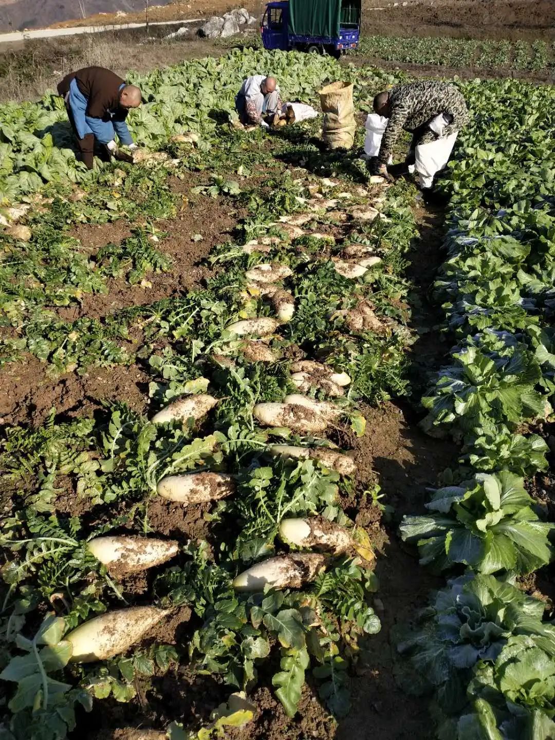 抢抓农时开展农业生产,农民纷纷抢抓春耕生产有利时机