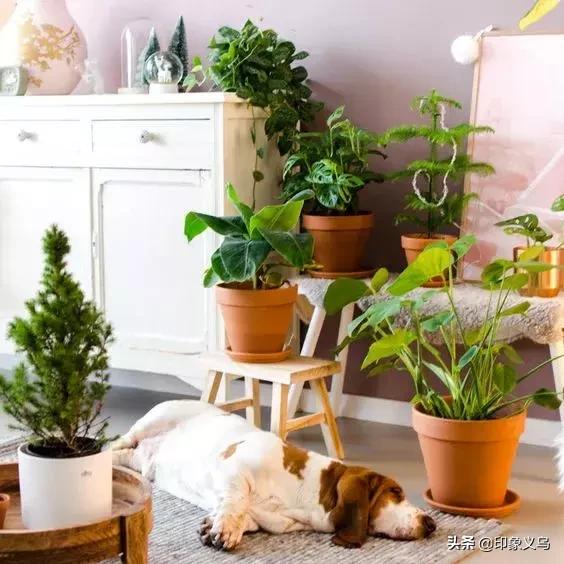 过期药片可以养什么花,用过期的药片能种花吗