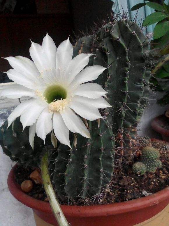 101仙人球,101个仙人球品种