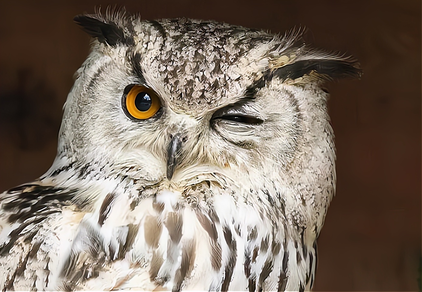 一生都要飞的鸟,雨燕可以在空中飞行几个月