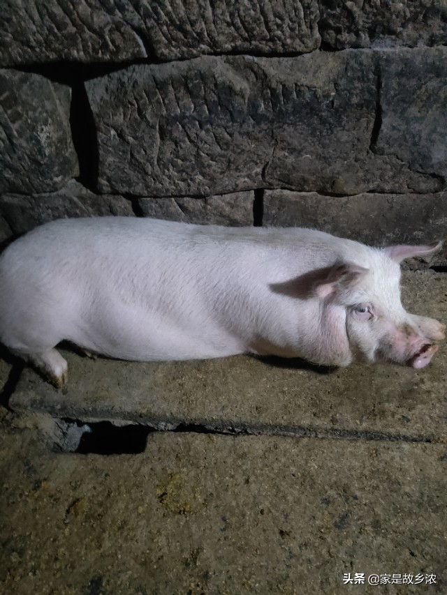 在农村做什么小养殖一年能挣十万,在老家搞养殖怎么赚钱