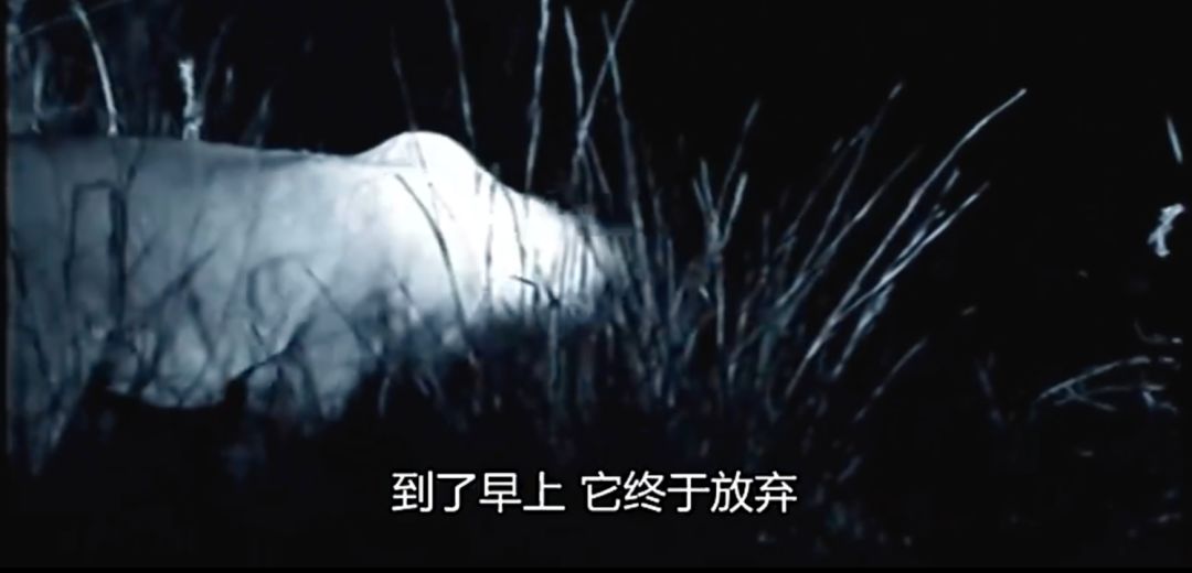 全球最无所畏惧的平头哥,世界上谁能打败平头哥