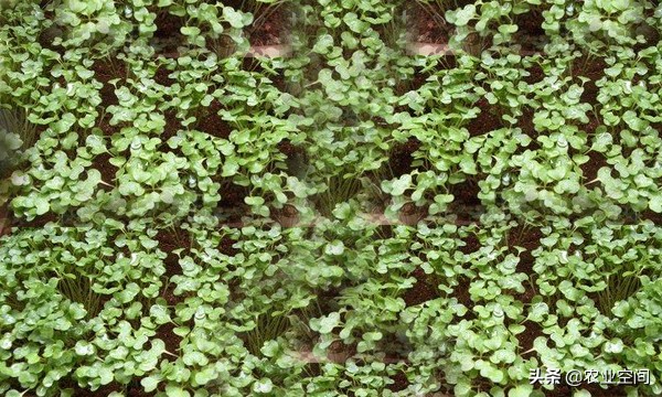 产量高的芽苗菜,适合家庭种植的芽苗菜蔬菜