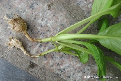 线虫侵袭作物，影响产品品质和产量，关于根结线虫，你了解多少？